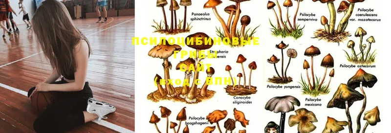 Псилоцибиновые грибы MAGIC MUSHROOMS  Борисоглебск 